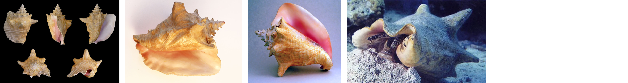 Images of Queen Conchs